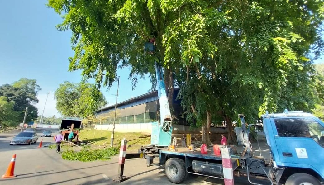 东：淡马鲁市议会派员修砍鲁拉士曼丹小贩中心范围的老树