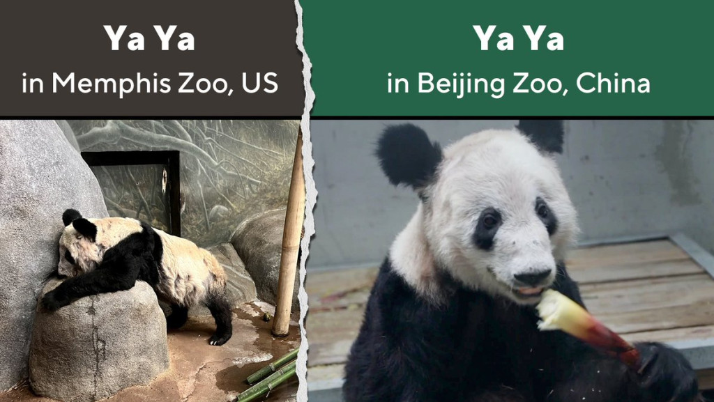 北京动物园首度公开丫丫“增肥”片段  华春莹发推：在家最好
