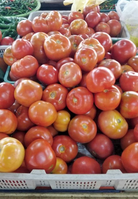 天晴产量多菜平价 番茄菜心小白菜跌最多