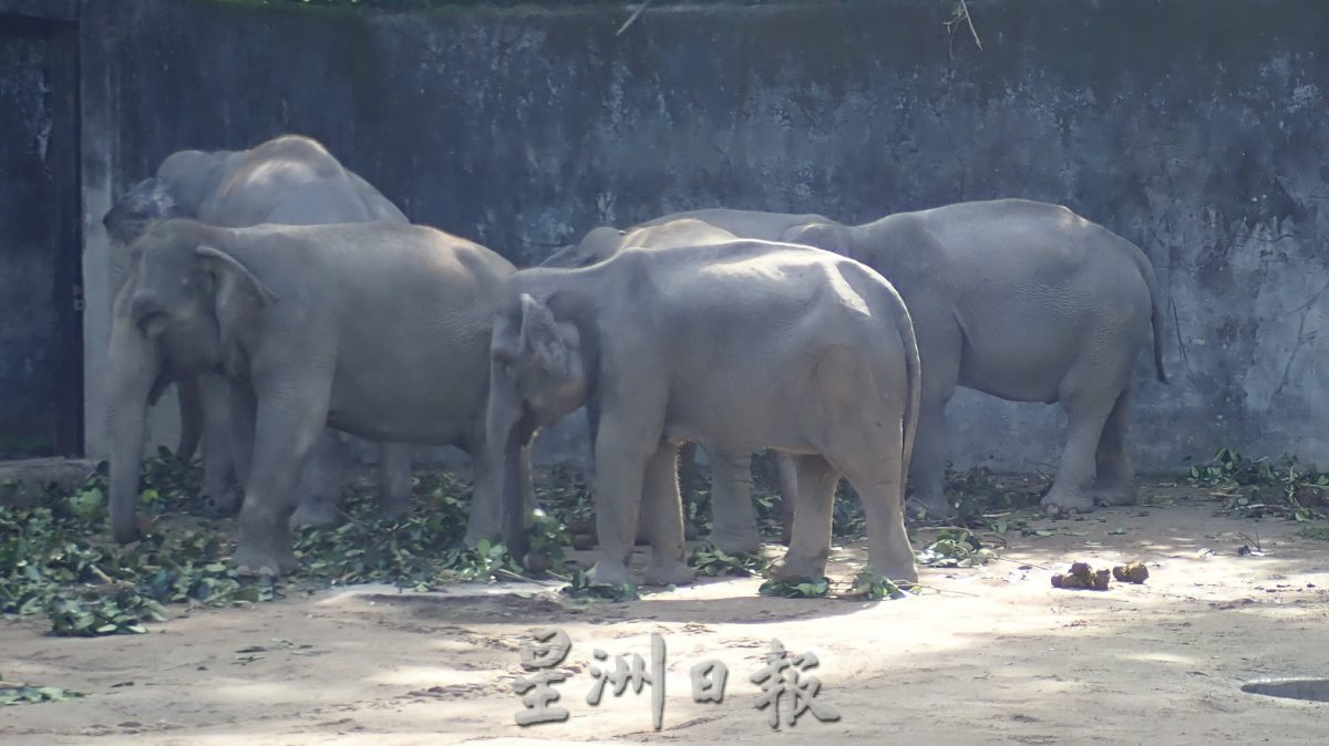 太平动物园全国首创推出大象粪便堆肥