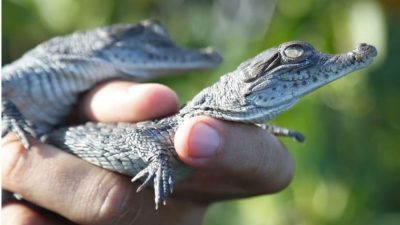 生命奇迹！鳄鱼首例“无性生殖”　独居16年怀胎产卵