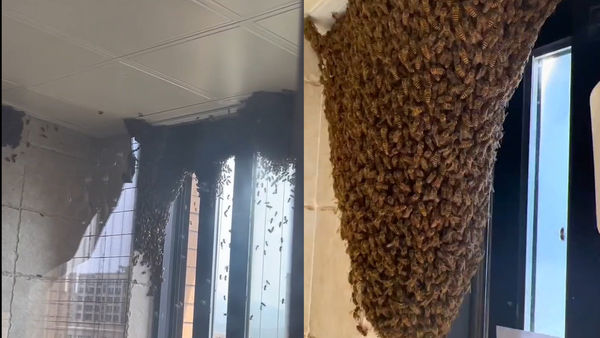 拼盘／蜜蜂突飞进厨房越聚越多　女屋主不在意　半小时筑巨型蜂巢