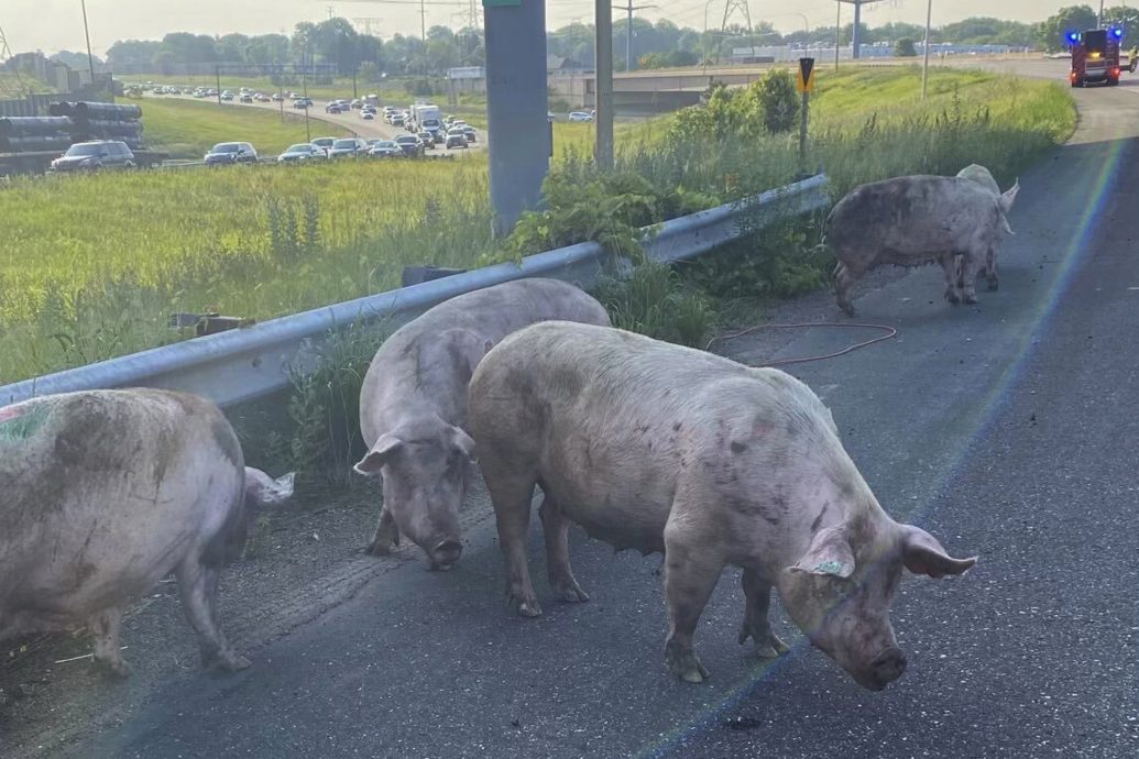 拼盘／运输卡车翻覆 猪只在公路上乱窜
