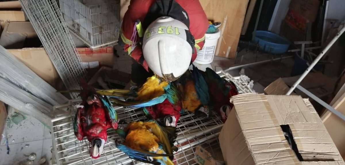 柔： 峇双层店屋火患，50只鹦鹉丧命