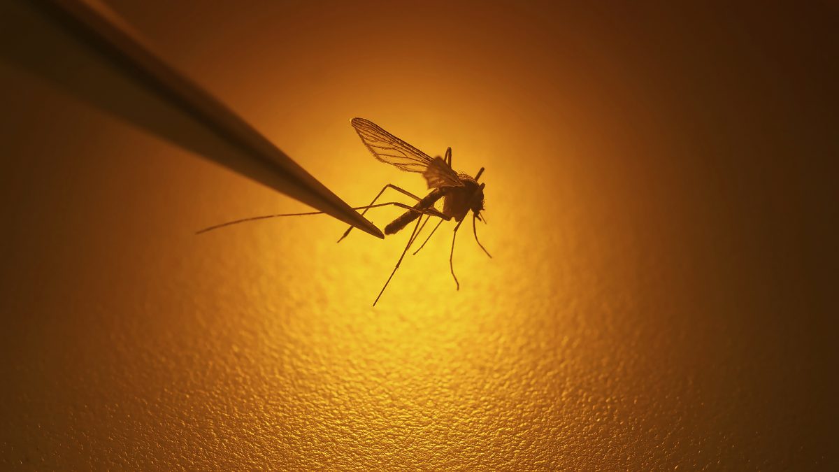 欧疾控中心：暖化导致蚊子传播疾病风险增