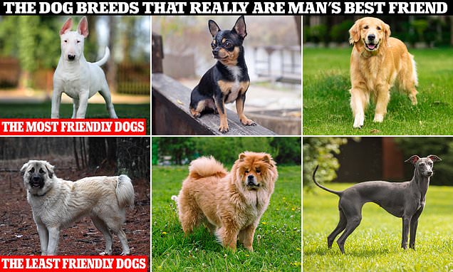 狗狗全是“人类好朋友”？新研究曝这种狗可能没那么爱你