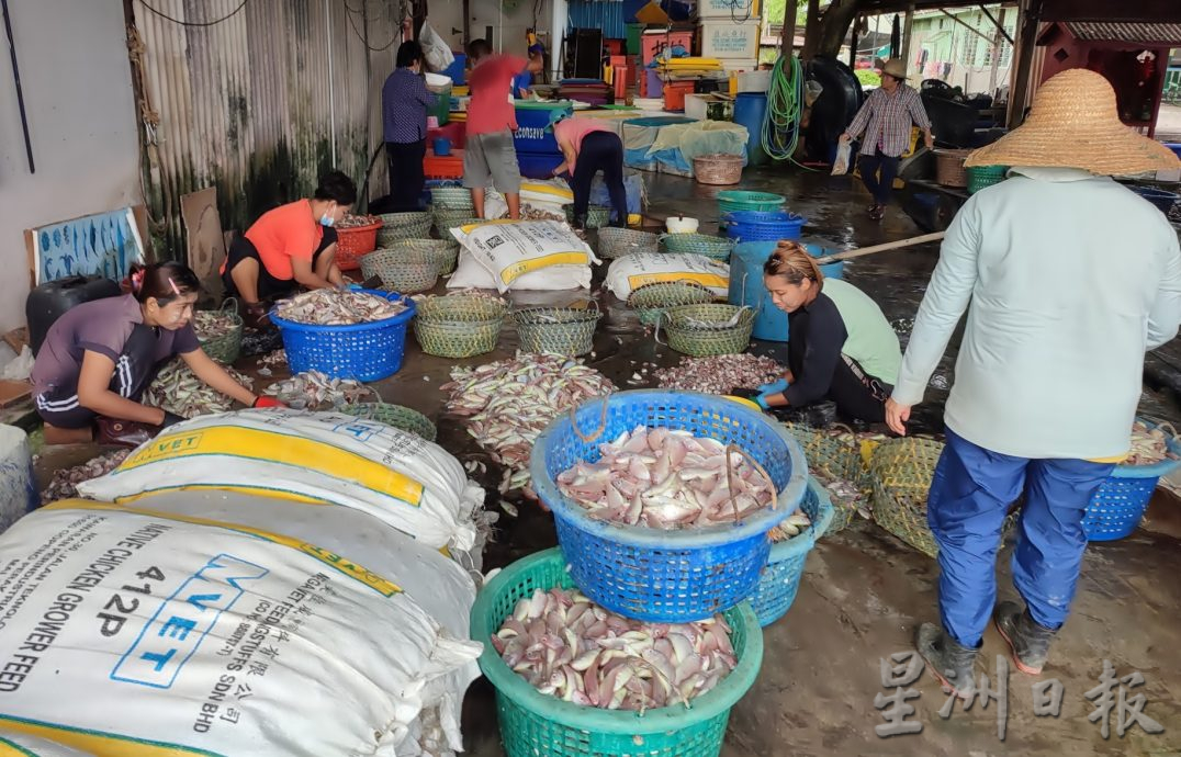 甘望鱼产量剧降逾80% 均价高达1公斤12令吉 