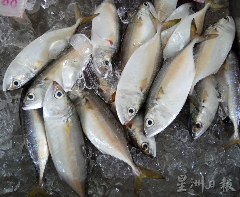 甘望鱼产量剧降逾80% 均价高达1公斤12令吉 