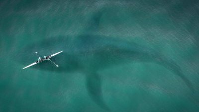 直布罗陀海峡 杀人鲸群围剿  24船只被攻击