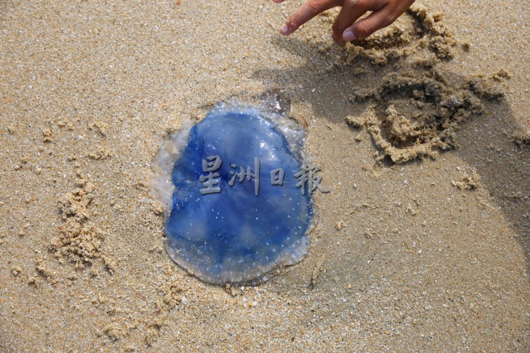 蓝色水母出没 关丹海滩戏水勿乱触摸