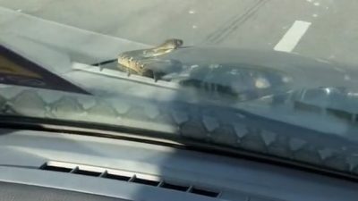 视频 | 驾驶途中蛇爬出来  2男惊吓大叫：怎么办！