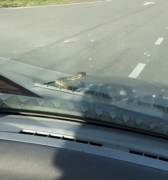  视频|驾驶途中蛇爬出来  2男惊吓大叫：怎么办！