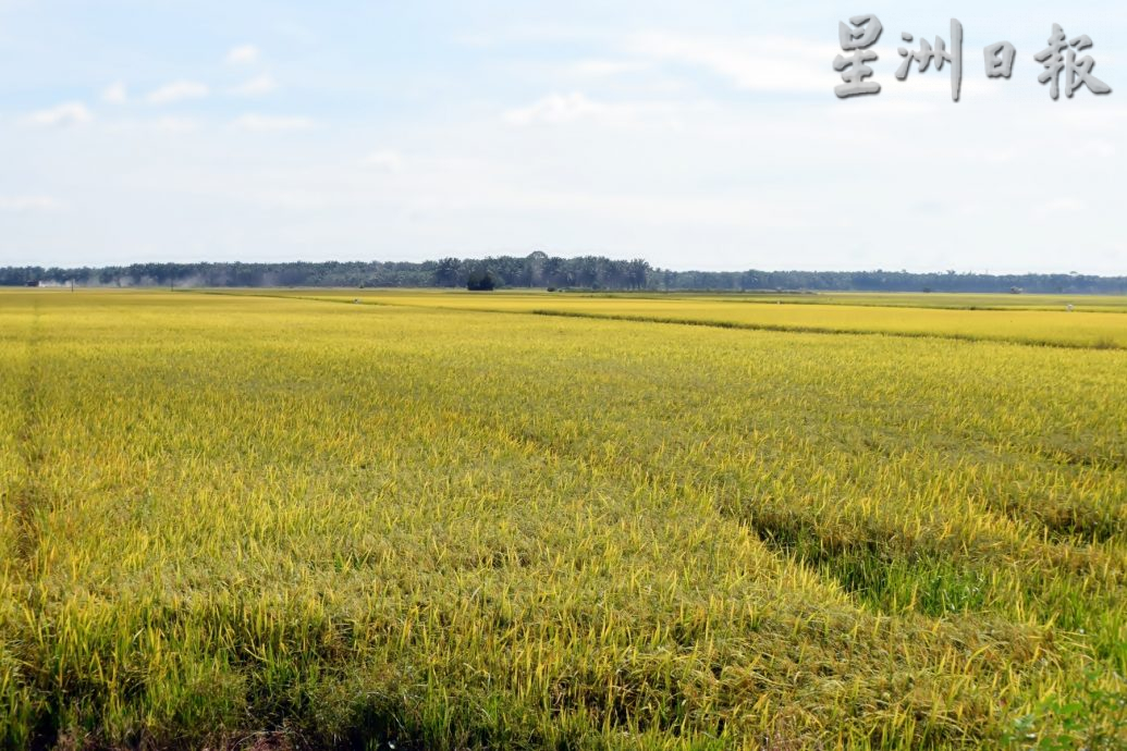 霹：第二版头／干旱品种过久 稻田普遍减产