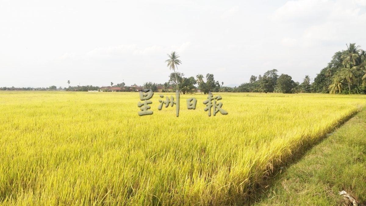 农粮部下通令 禁霹州稻谷卖外州 收购价应声下降 