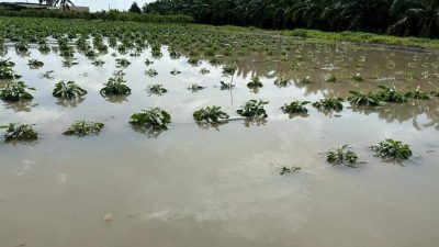 排水道未定期清理   豪雨淹菜园 毁农作物