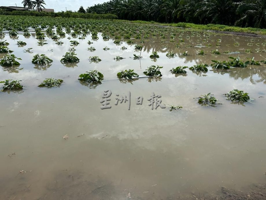 （古城第三版主文）排水道未定期清理 浮罗加东茄子被浸损失惨重