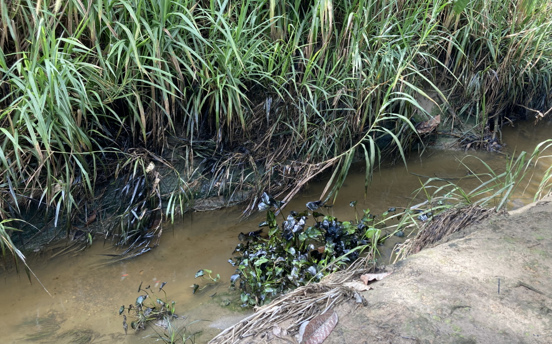 （已签发）柔：广西村河水又被污染 雨后满是油迹柴油味