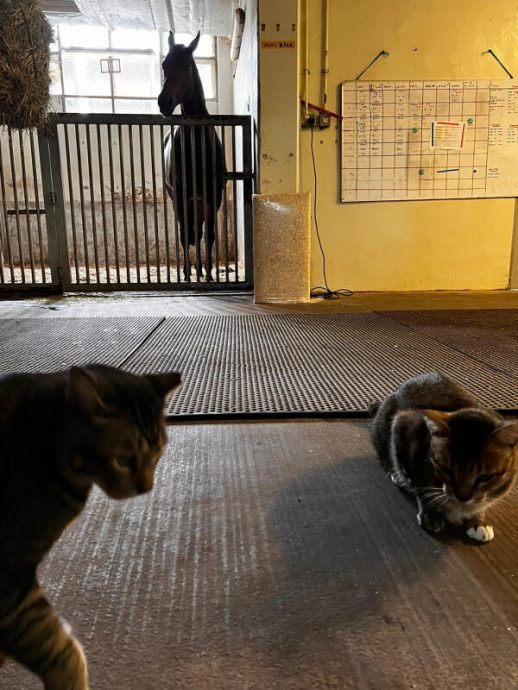 （已签发）柔：狮城二三事：​明年关闭马场近百流浪猫无家可归 练马师盼公众领养