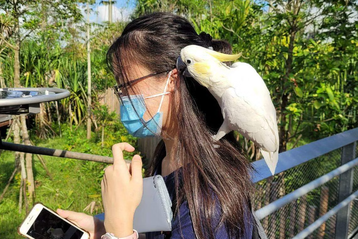 （已签发）柔：狮城二三事：一家四口游飞禽公园 13岁女生被鹦鹉啄伤左耳