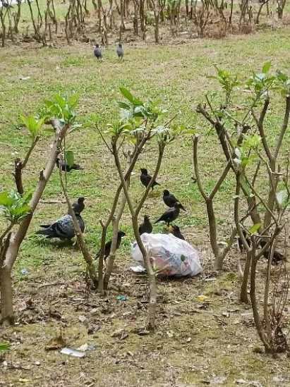 （已签发）柔：狮城二三事：高楼抛食喂群鸟 榜鹅居民投诉逾50次