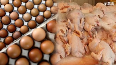 末沙布：补贴措施30日结束 蛋肉鸡价 下月浮动