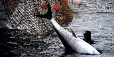 Spain’s 3,000-year-old tuna fishing tradition