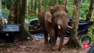 视频 | 大象闯营地觅食 在场者发出声响图驱赶