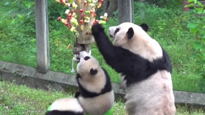 视频 | 重庆大熊猫宝宝 吃上了“糖葫芦”