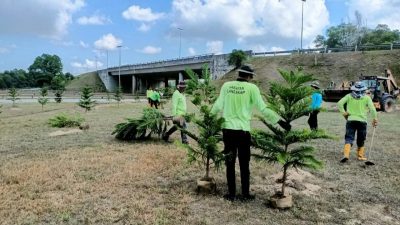关丹市政厅植树美化 1万令吉南洋杉树苗被偷