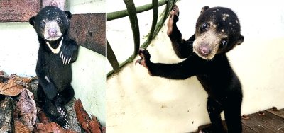 A bear-y good rescue: Bornean sun bear cub Tenom avoids life as a pet