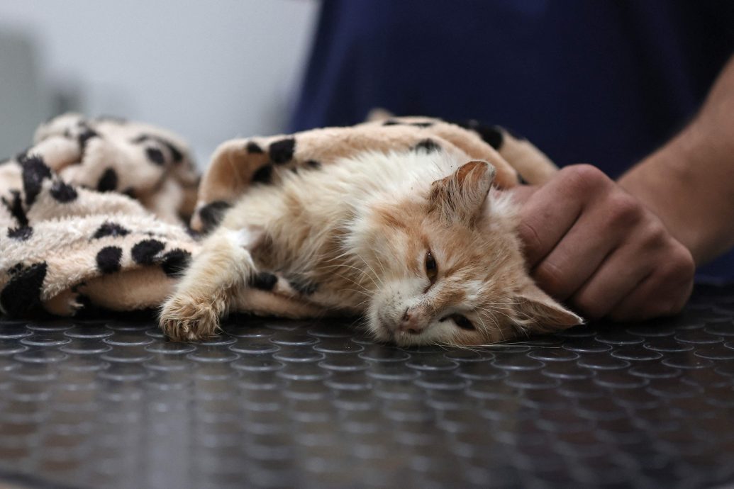 “猫岛”塞浦路斯爆病毒性疾病 高达30万只猫咪死亡