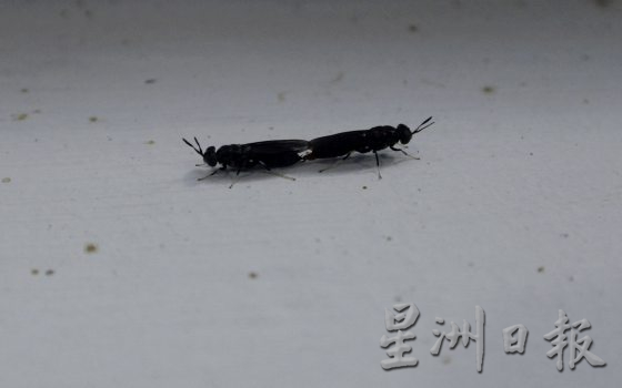 【虫虫商机／03】生物界清道夫黑水虻，吃掉厨余拯救地球