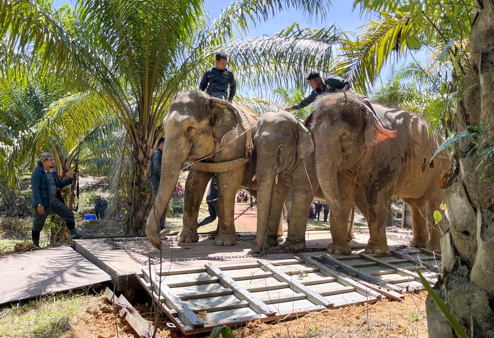 東：大馬半島野生動物保護及國家公園局成功重新安置了一頭成年雄性大象