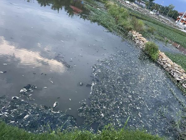 东：百乐公园池塘的鱼疑遭毒死