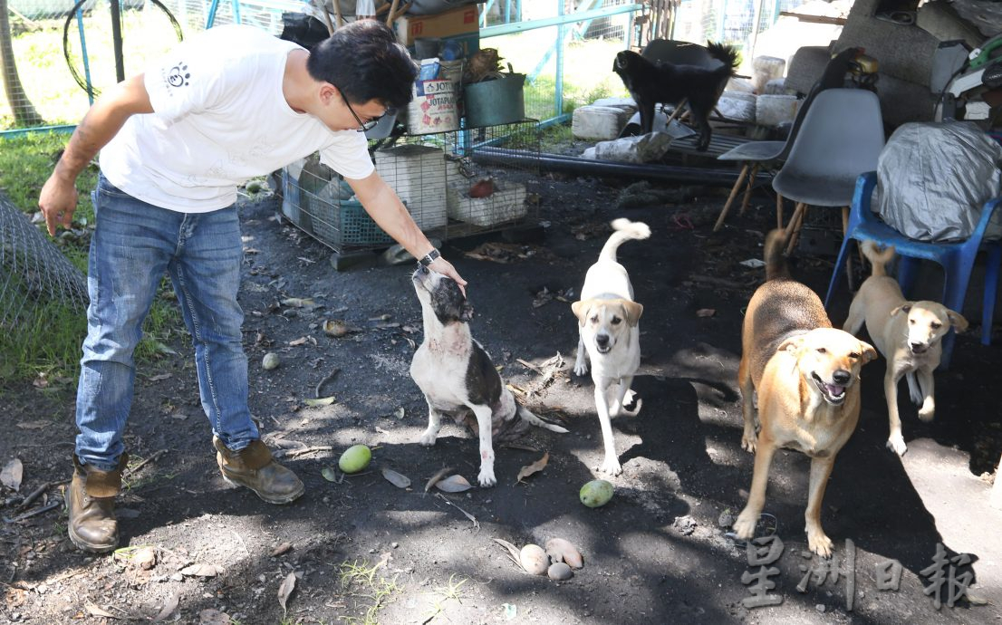 中途之家须迁出 289伤残病流浪狗找新家