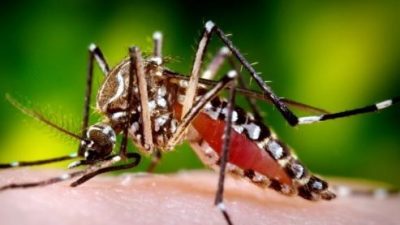 卫部:无死亡病例 上周蚊症病倒降8%