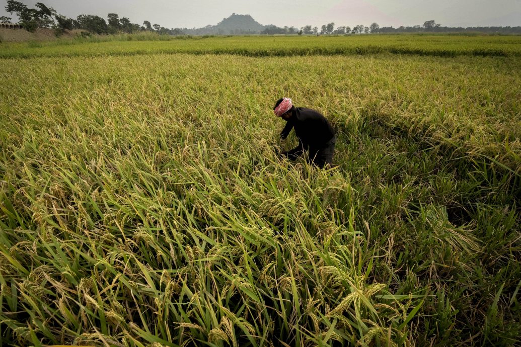 厄尔尼诺现象提早到来  亚洲稻米生产将受影响