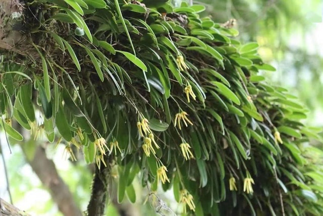 四川卧龙发现植物新种　为多年生草本植物　命名“卧龙卷瓣兰”