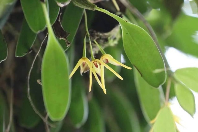 四川卧龙发现植物新种　为多年生草本植物　命名“卧龙卷瓣兰”