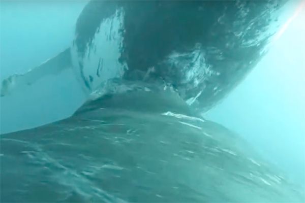 国际拼盘）公开罕见哺乳画面 研究人员盼促进座头鲸保育
