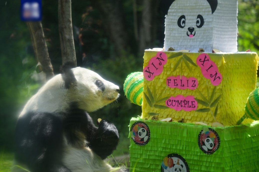 墨西哥城动物园为大熊猫“欣欣”举办33岁生日庆祝活动