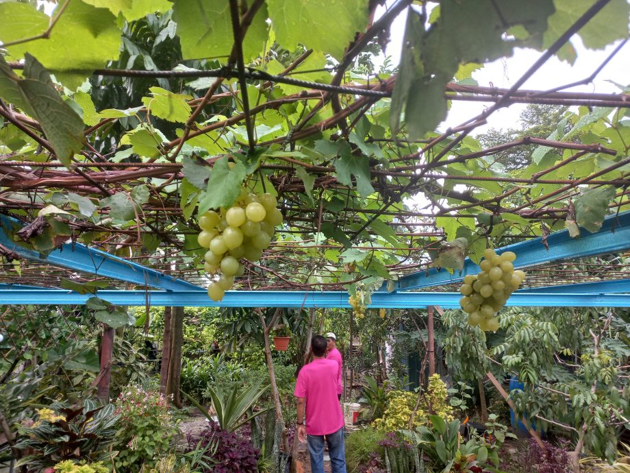 大都會 /安邦淡江AU2組屋社區菜園葡萄園開幕 / 7圖