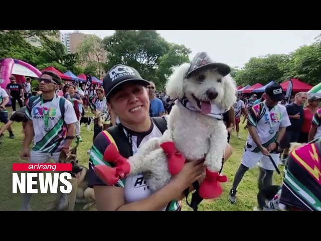 委内瑞拉经济崩溃 狗狗赛跑为动物收容所募款