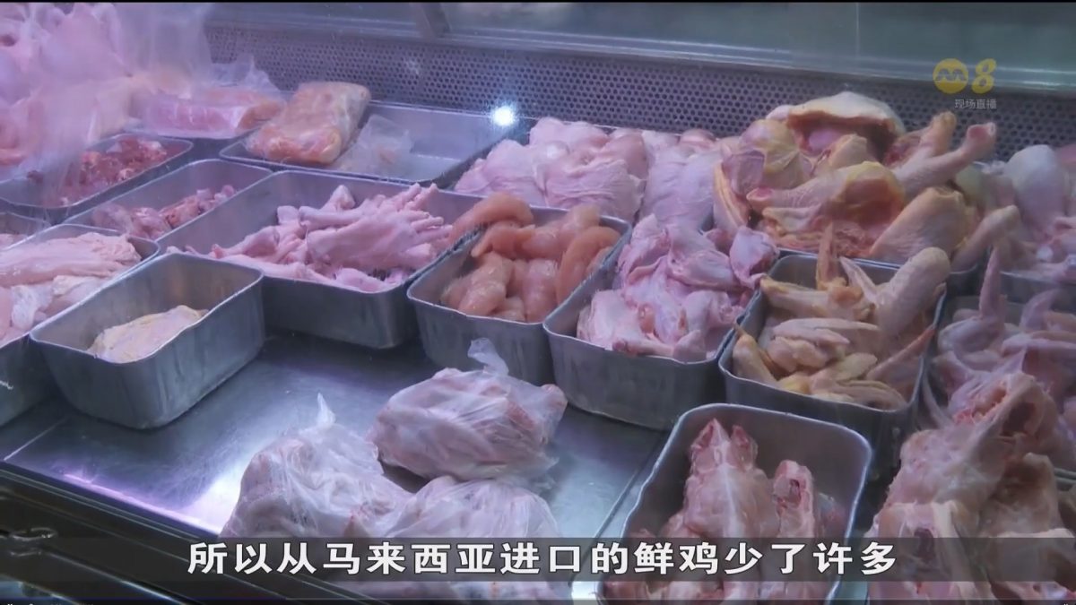**已签发**柔：狮城二三事：马来西亚解除活鸡出口禁令　　狮城需求早已大减
