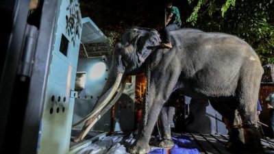 受虐大象引发外交风波 从斯里兰卡空运回泰国