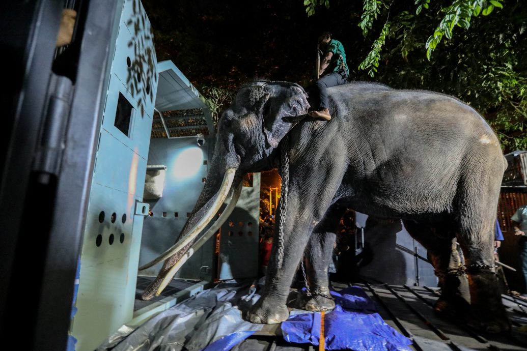 拚盘／受虐大象引发外交风波 从斯里兰卡空运回泰国