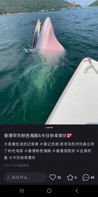 拼盘／小红书户自称幸运儿近影鲸鱼　形容：香港罕见粉色海豚