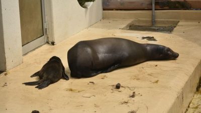 水族馆海狮“被断尾没人救” 真相曝光原因超暖：是母爱