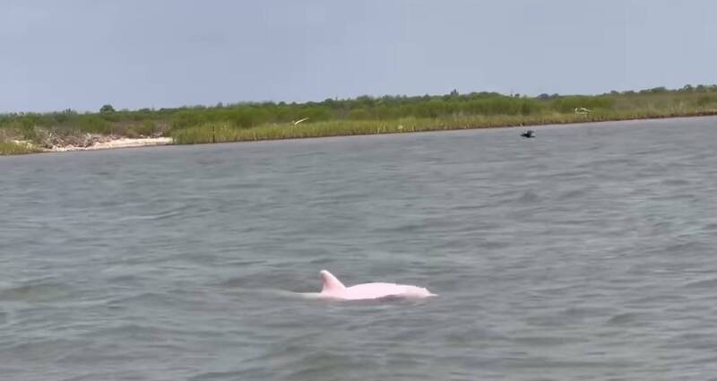拼盘／美渔夫钓鱼撞见“粉红色海豚” 影像曝光引热议