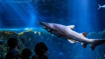 鲨鱼比恐龙还老1.9亿年！   盘点6惊人知识 最长寿可活逾400年